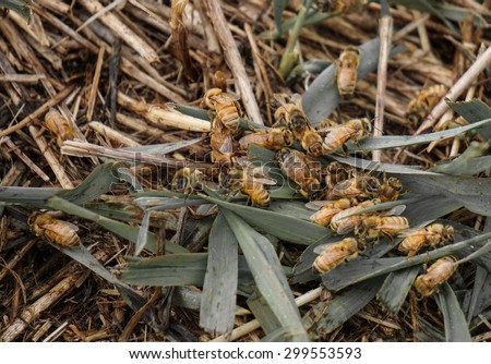 honey bees on ground in grass and hay