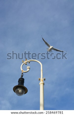 A seagull flies close to a light.