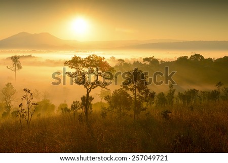 Sunrise at Tung Salang Luang National Park in Phetchabun, Thailand ;Visual art