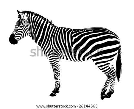 stock vector isolated zebra silhouette texture detail