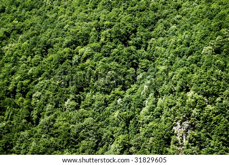 mountain greet forest texture background