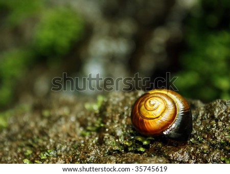 macro of isolated orange snail in the nature