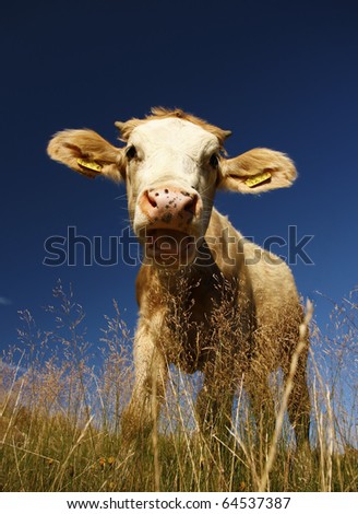 funny cow. stock photo : funny cow