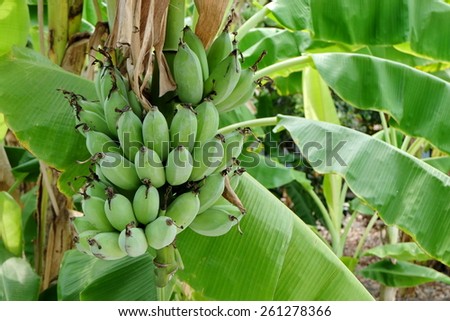 Green raw banana