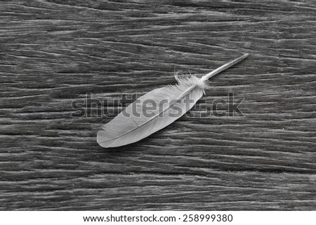 White Feather on Broken Wood in Black and White Shade