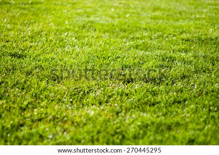 spring lawn