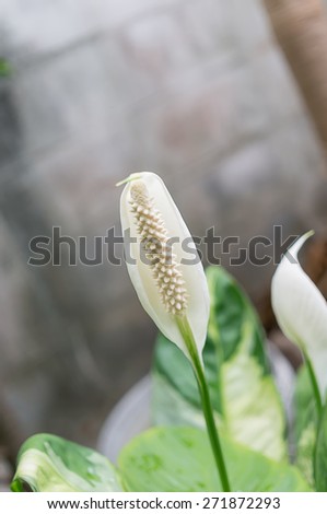 Peace Lily on white background