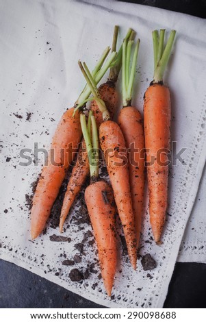 A bunch of freshly diggen organic carrots in the vintage white napkin, black background