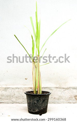 lemon grass plant in black pots with white background,isolate