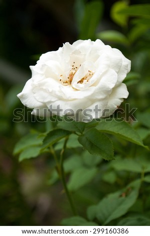 white rose flower with it\'s leaves on it\'s plant in nature