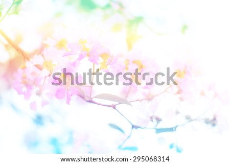 Soft light  flower abstract background