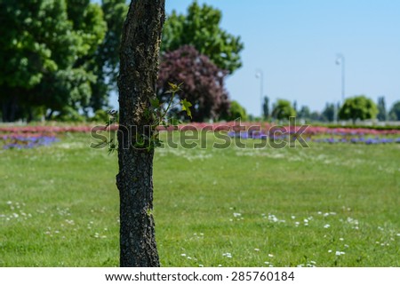 Lonely tree in the park. Close up of tree with small green leaves. In the background is the beautiful park. Tree is on the left side of the picture.