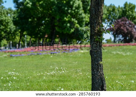 Lonely tree in the park. Close up of tree with small green leaves. In the background is the beautiful park. Tree is on the right side of the picture.