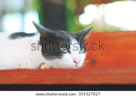 Cat sleeping on the Table in the garden. vintage tone.