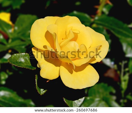 Flowers, Rose, Yellow rose