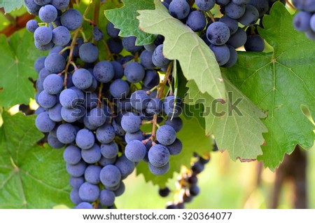 Homegrown purple red grapes with green leaves
