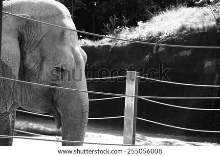Black and White Elephant Profile