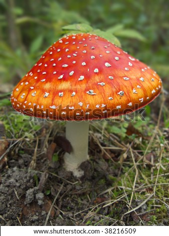 Bright red autumn fly agaric in a grass, closeup