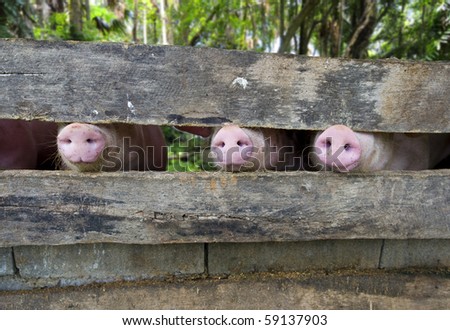 close-up of three pig snouts through a fence