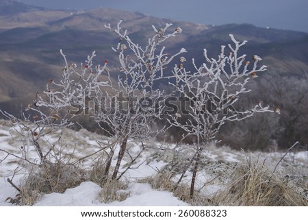 Winter landscape with red rose-hips on the Demerdzhi mountain, Crimea