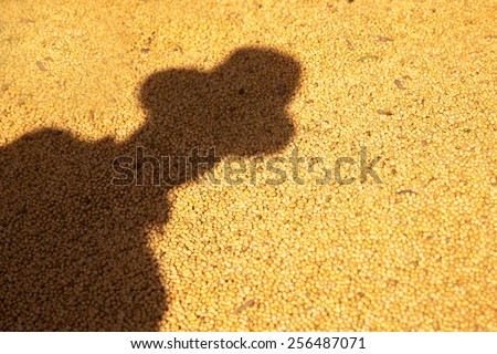 Farmer shadow cast in lot of soy.