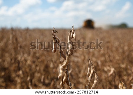 Agricultural machine harvesting soybean field. - Mato Grosso State - Brazil