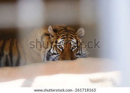 a tiger in a cage, sad eyes