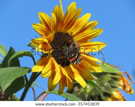 A Red Admiral Butterfly on a Sunflower