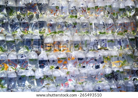 Aquarium fish displayed in plastic bags for sale in the Goldfish market in Mong Kok, Hong Kong.
