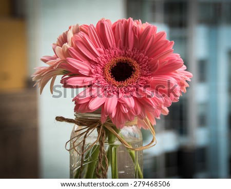 Pink Daisy Flower in Mason Jar