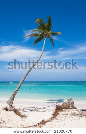 Palm tree, idyllic beach and clean ocean. Caribbean.