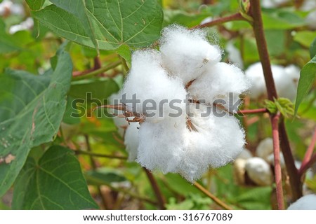 These white soft fluffy cottons for our lovely comfortable clothes