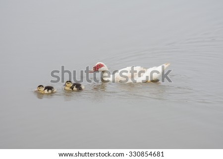Mother duck and ducklings in a pond