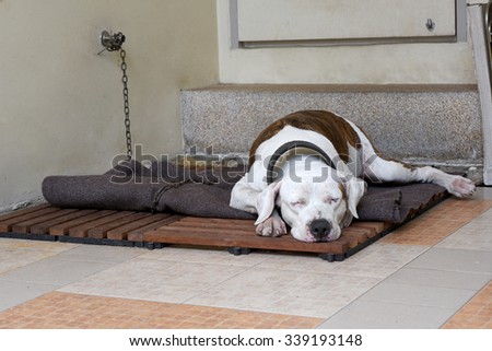 a pitbull dog is sleeping peacefully  in front of the door at home