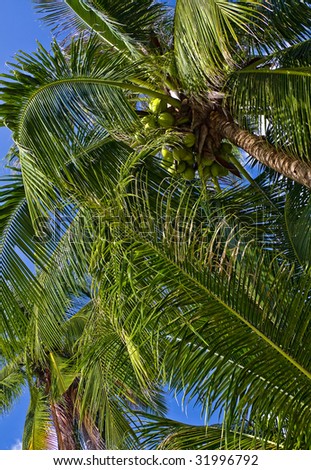 Thai coco palms