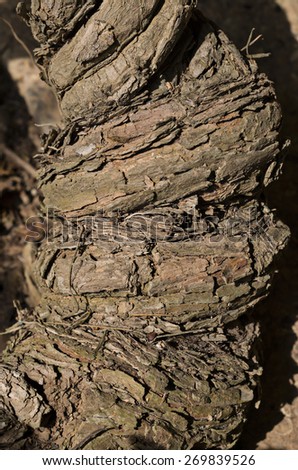 tree root texture abstract