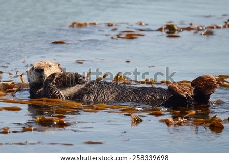 Otter Floating on Back Arms Crossed. Morro Bay, CA