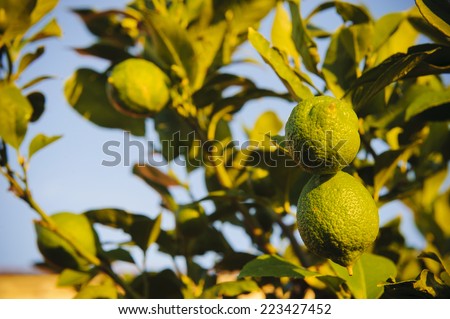Fresh limes on lime tree at sunset