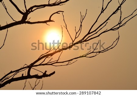 The golden light of the sun behind a tree branch beautiful.