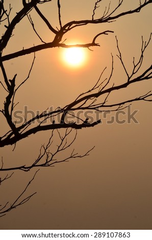 The golden light of the sun behind a tree branch.