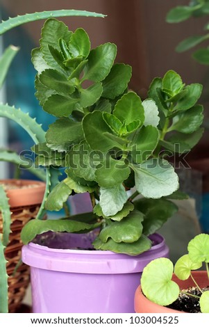 Green leafy houseplant potted into a purple flowerpot to help with air purification indoors through photosynthesis