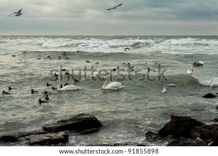 Swans Braving Icy Winter Ocean. Swans and seabirds floating on the icy ocean waves on a cold overcast winter day.