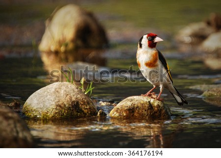 european songbird on the rock near water river, animal bird on rock