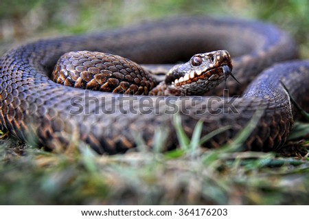 snake portrait with tongue in grass