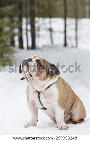 English Bulldog in the winter forest