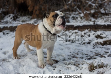 English bulldog puppy with surprise on his face, standing in the snow