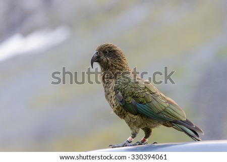 Kea Bird in Fiordland National Park, New Zealand\'s South Island.