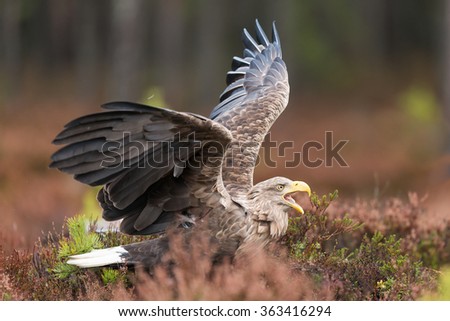 White-tailed eagle on the ground acting aggressively. Island of Hiiumaa, Estonia.