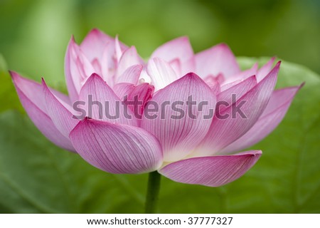 A symbol of peace and happiness of a beautiful lotus