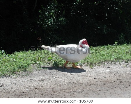Ugly chicken-turkey-duck
